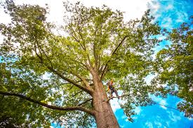 Best Tree Fertilization  in USA